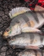 Realistic Perch Replicant 14cm/58gr